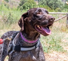 SAMIRA, Hund, Deutsch Kurzhaar in Portugal - Bild 1