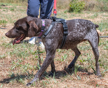 SAMIRA, Hund, Deutsch Kurzhaar in Portugal - Bild 2