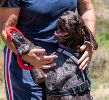 SAMIRA, Hund, Deutsch Kurzhaar in Portugal - Bild 3