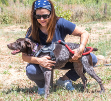 SAMIRA, Hund, Deutsch Kurzhaar in Portugal - Bild 5