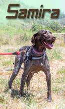 SAMIRA, Hund, Deutsch Kurzhaar in Portugal - Bild 6
