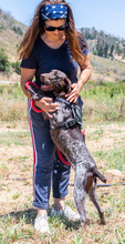 SAMIRA, Hund, Deutsch Kurzhaar in Portugal - Bild 7