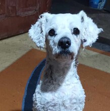 TRISTAN, Hund, Mischling in Rumänien - Bild 1