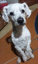 TRISTAN, Hund, Mischling in Rumänien - Bild 2