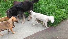 TRISTAN, Hund, Mischling in Rumänien - Bild 3