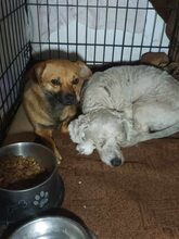 TRISTAN, Hund, Mischling in Rumänien - Bild 4