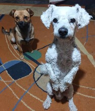 TRISTAN, Hund, Mischling in Rumänien - Bild 5