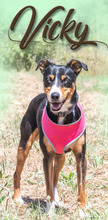 VICKY, Hund, Mischlingshund in Portugal - Bild 1