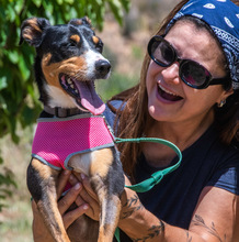 VICKY, Hund, Mischlingshund in Portugal - Bild 2
