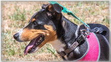 VICKY, Hund, Mischlingshund in Portugal - Bild 3