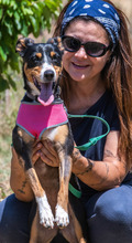 VICKY, Hund, Mischlingshund in Portugal - Bild 4