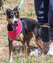 VICKY, Hund, Mischlingshund in Portugal - Bild 5