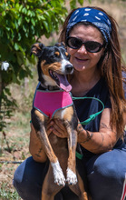 VICKY, Hund, Mischlingshund in Portugal - Bild 7