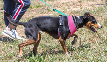 VICKY, Hund, Mischlingshund in Portugal - Bild 8