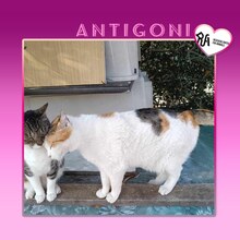 ANTIGONI, Katze, Hauskatze in Griechenland - Bild 1