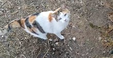 ANTIGONI, Katze, Hauskatze in Griechenland - Bild 2