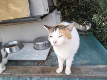 ANTIGONI, Katze, Hauskatze in Griechenland - Bild 4