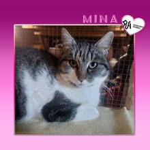 MINA, Katze, Hauskatze in Bulgarien - Bild 1