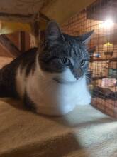 MINA, Katze, Hauskatze in Bulgarien - Bild 2