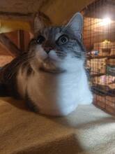 MINA, Katze, Hauskatze in Bulgarien - Bild 3