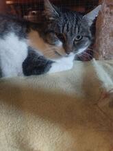MINA, Katze, Hauskatze in Bulgarien - Bild 4