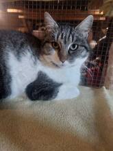 MINA, Katze, Hauskatze in Bulgarien - Bild 5