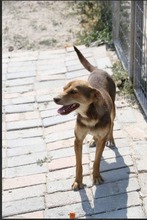 COOKIE, Hund, Mischlingshund in Griechenland - Bild 1