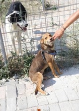 COOKIE, Hund, Mischlingshund in Griechenland - Bild 2