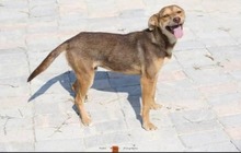 COOKIE, Hund, Mischlingshund in Griechenland - Bild 3