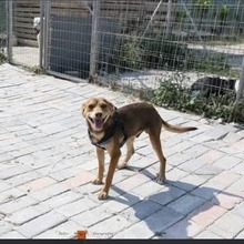 COOKIE, Hund, Mischlingshund in Griechenland - Bild 4