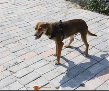 COOKIE, Hund, Mischlingshund in Griechenland - Bild 5