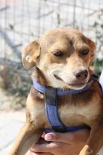 COOKIE, Hund, Mischlingshund in Griechenland - Bild 6