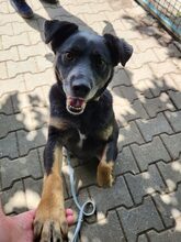 FRED, Hund, Mischlingshund in Großröhrsdorf - Bild 1