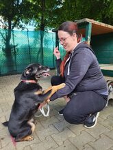 FRED, Hund, Mischlingshund in Großröhrsdorf - Bild 2
