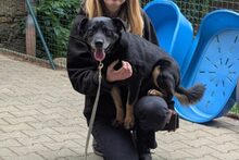 FRED, Hund, Mischlingshund in Großröhrsdorf - Bild 3