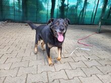 FRED, Hund, Mischlingshund in Großröhrsdorf - Bild 4