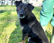 FRED, Hund, Mischlingshund in Großröhrsdorf - Bild 5