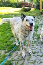 LORENA, Hund, Mischlingshund in Großröhrsdorf - Bild 1