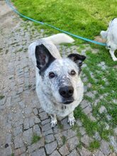 LORENA, Hund, Mischlingshund in Großröhrsdorf - Bild 2