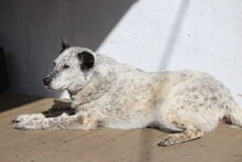 LORENA, Hund, Mischlingshund in Großröhrsdorf - Bild 3