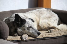 LORENA, Hund, Mischlingshund in Großröhrsdorf - Bild 4