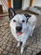 LORENA, Hund, Mischlingshund in Großröhrsdorf - Bild 5