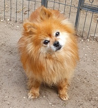 BELLA, Hund, Spitz in Schiffdorf - Bild 1