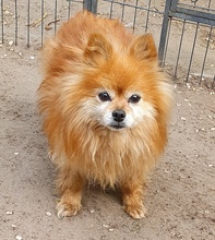 BELLA, Hund, Spitz in Schiffdorf - Bild 2