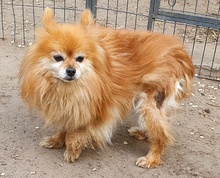 BELLA, Hund, Spitz in Schiffdorf - Bild 3