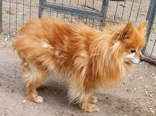 BELLA, Hund, Spitz in Schiffdorf - Bild 4