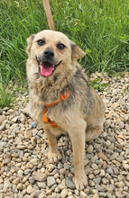 ILINKA, Hund, Mischlingshund in Burgdorf - Bild 1