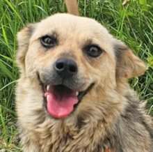 ILINKA, Hund, Mischlingshund in Burgdorf - Bild 2