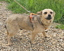 ILINKA, Hund, Mischlingshund in Burgdorf - Bild 4