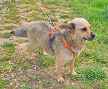 ILINKA, Hund, Mischlingshund in Burgdorf - Bild 5